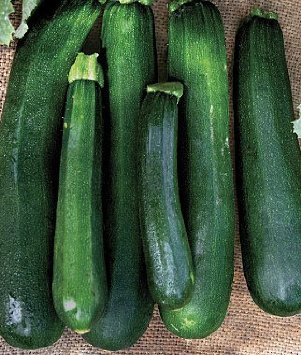Black Beauty Zucchini is a wonderful fall zucchini for your garden if you live in a warm climate like Texas.