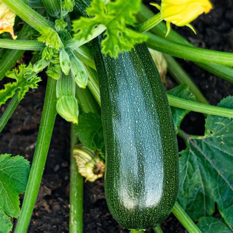 Black Beauty Zucchini is everyone's favorite zucchini and is included in the 42 Variety Spring Seed Set that David created. Black Beauty Zucchini is everyone's favorite zucchini and is included in the 42 Variety Spring Seed Set that David created.