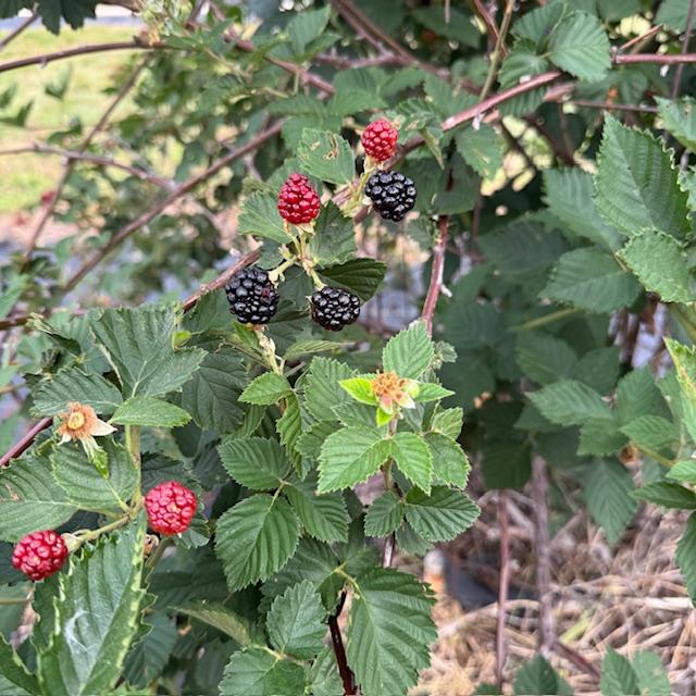 Some ripe and unripe blackberries on one of our bushes.