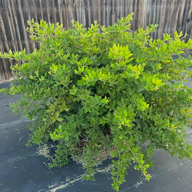 One of our blackberry bushes. This one and two others were given to us by a customer. They are doing beautifully. One of our blackberry bushes. This one and two others were given to us by a customer. They are doing beautifully.