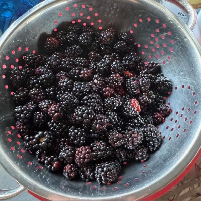 This is yesterday's blackberry harvest.