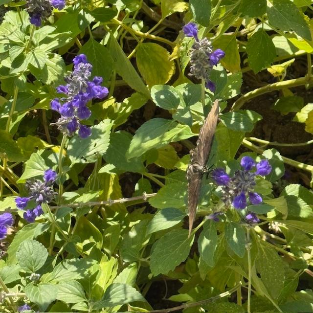 A black butterfly is stretched vertically on my blue sage plant.