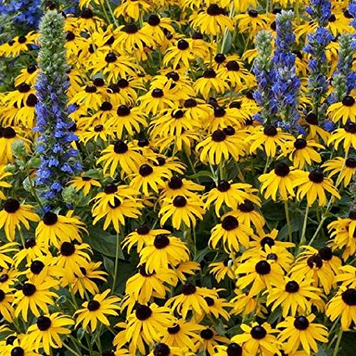 Black eyed Susans are part of the Aster family.