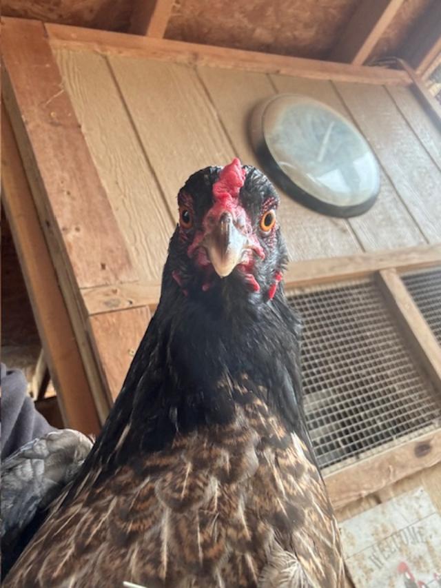 Matt picked up this chicken & took a chicken selfie. He does that with a lot of them. He loves birds. Matt picked up this chicken & took a chicken selfie. He does that with a lot of them. He loves birds.