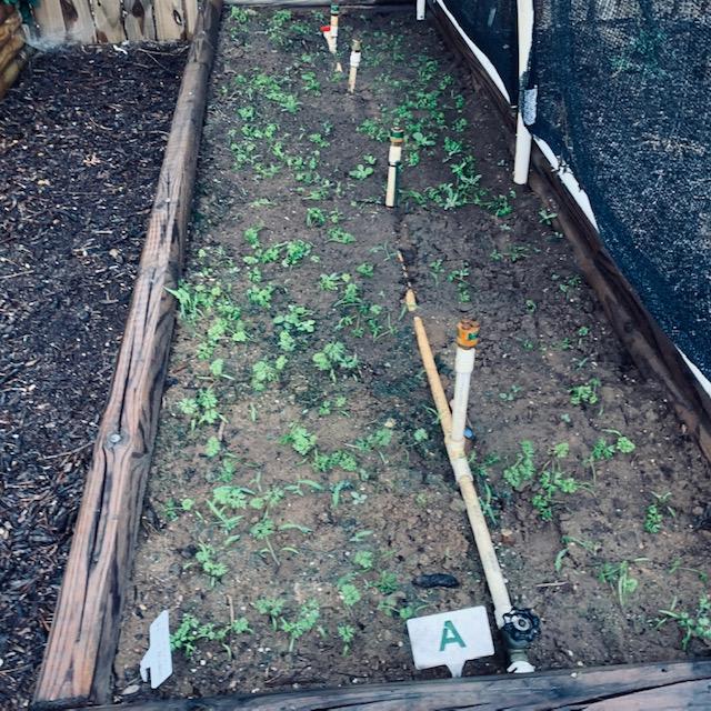 This bed has some Black Nebula carrot seedlings in need of some plant thinning.