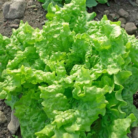 Black Seeded Simpson Lettuce is fourth  on our Top Ten Easiest Vegetables To Grow From Seed List.