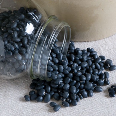 Delicious midnight turtle beans. Grow some this fall!