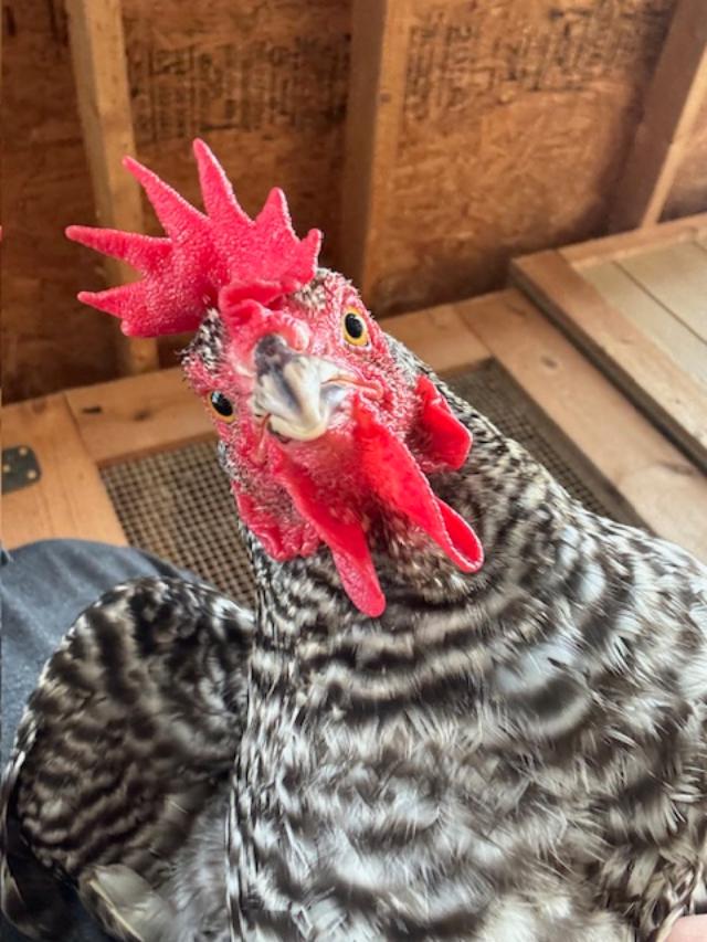 Barred Rock Chicken from our original flock is still around. I don't think she lays many eggs anymore.