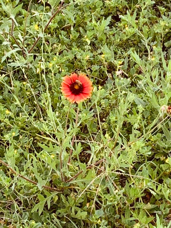 A bee is pollinating a blanket flower on the farm. By the way, we sell blanket flower seeds.