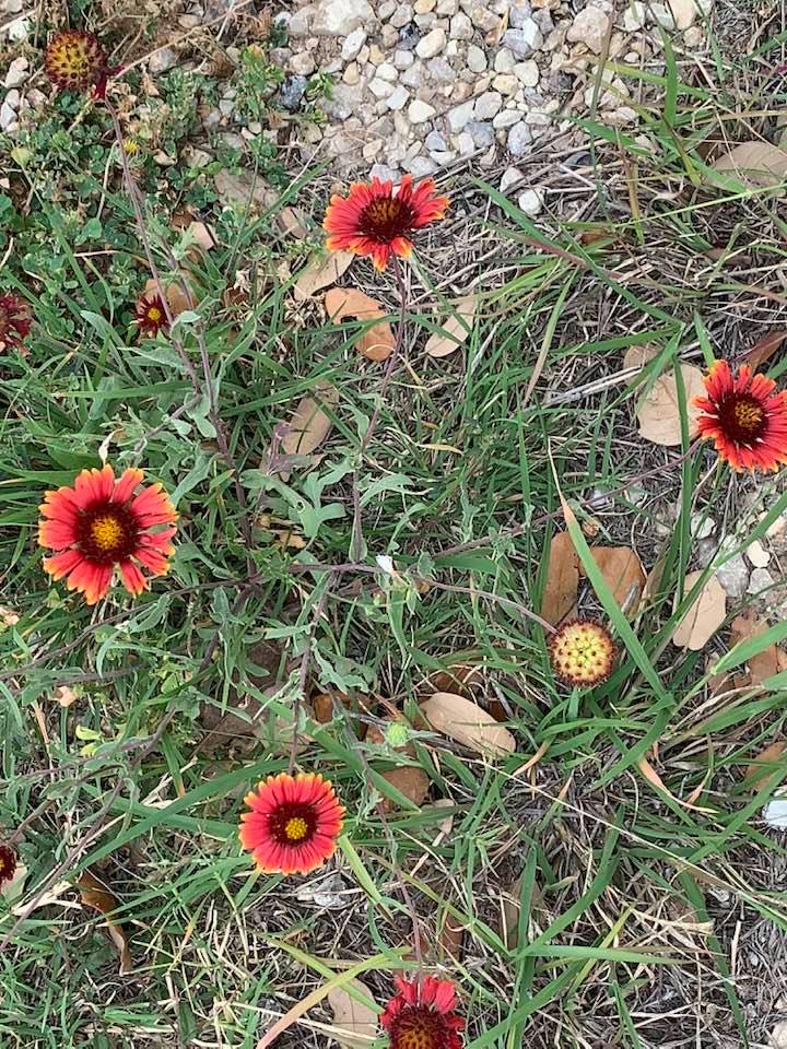Blanketflowers, members of the Aster Family, grow wild on our property. We sell the seeds as well.