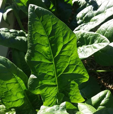 Bloomsdale Long Standing Spinach is seventh on our Top Ten Easiest Vegetables To Grow From Seed List.