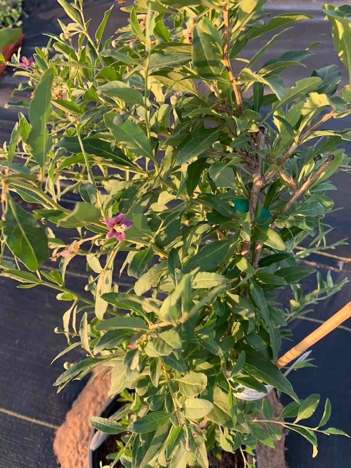 Our blueberry plants have pretty spring flowers on them!