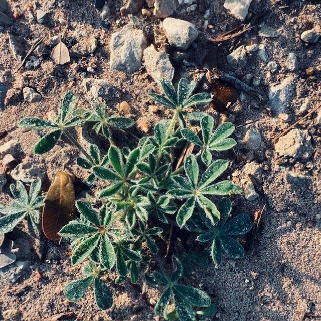 This year, we have bluebonnet leaves all over the property. It is the first year since we moved here in 2019 that this has happened.