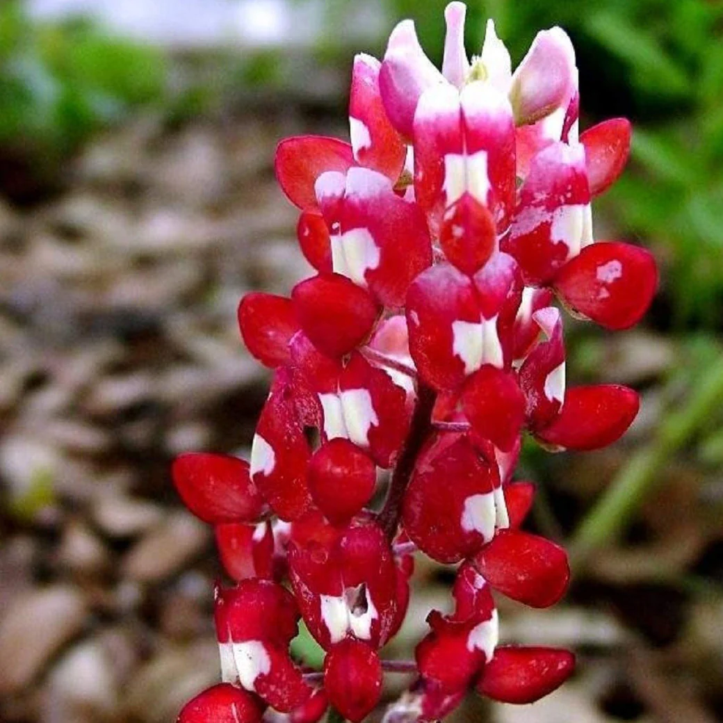 Maroon bluebonnets are Texas natives that come from Texas A&M.