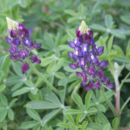 Here are the purple bluebonnets. They will look fabulous next spring!