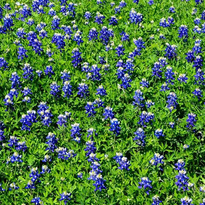Bluebonnets in beautiful blue--a Texas classic. This past spring we had the most beautiful display of gorgeous bluebonnets in our yard and all around the county.