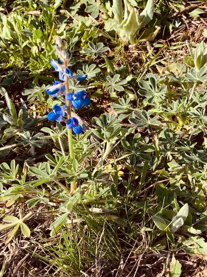 We have wild bluebonnets coming up all over the property and we did not plant any bluebonnet garden seeds last fall.