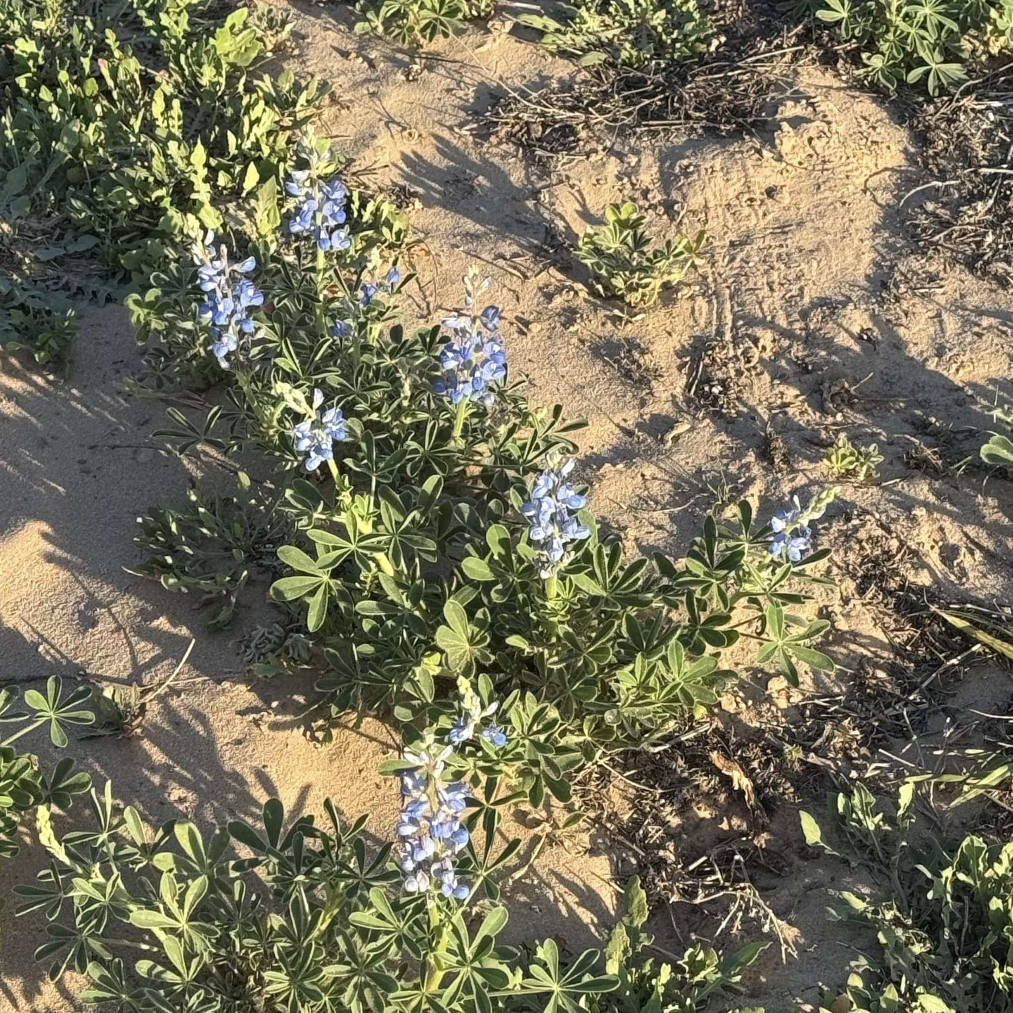 These are some of the bluebonnets in our backyard this year.