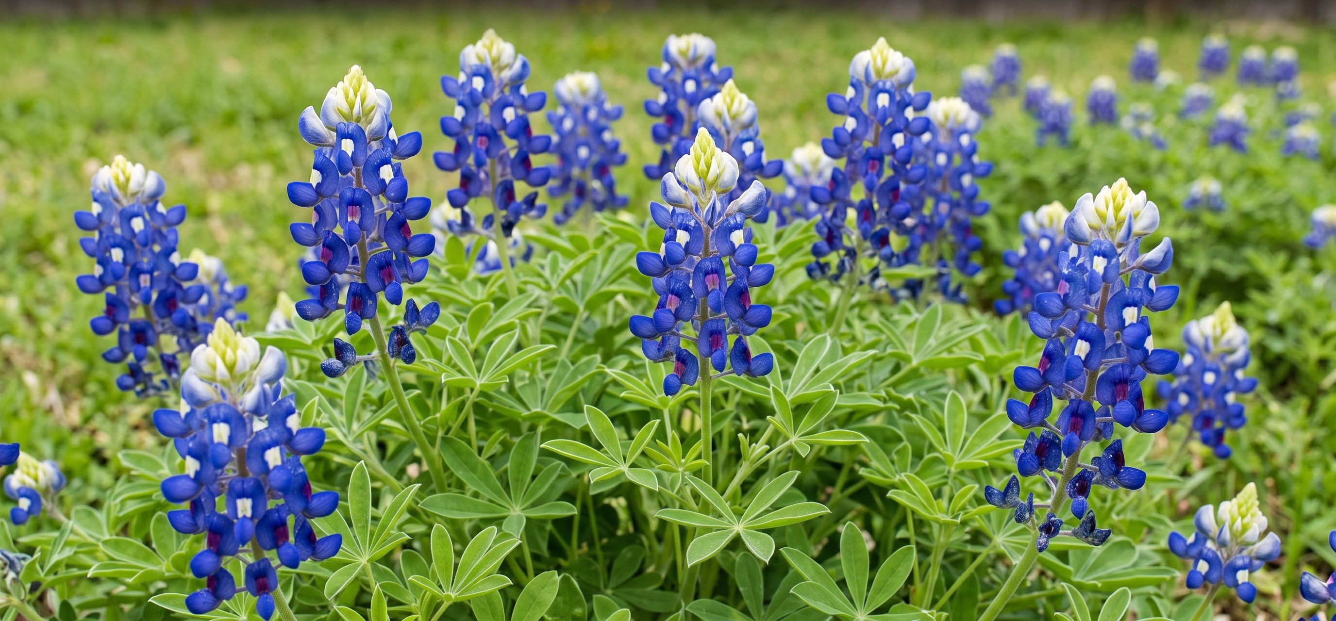 Aren't bluebonnets lovely?