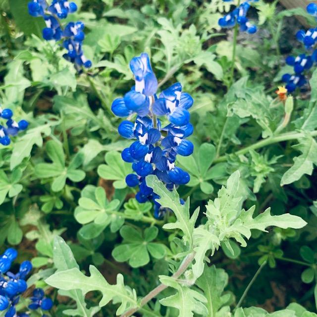 Springtime in Texas means bluebonnets all over the property. One of the April garden chores is to not mow them down until they go to seed so we can have lots of bluebonnets again next spring.