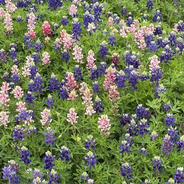 The bluebonnets will soon be going away as it is getting hotter but they sure are pretty.