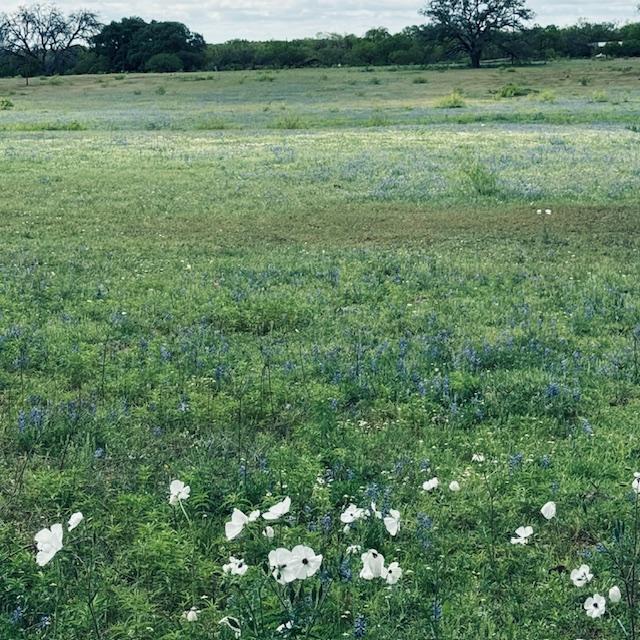 The blue in this field is a display of Texas bluebonnets. They are beautiful this spring. The white flowers are bull nettle, not a nice plant. The blue in this field is a display of Texas bluebonnets. They are beautiful this spring. The white flowers are bull nettle, not a nice plant.