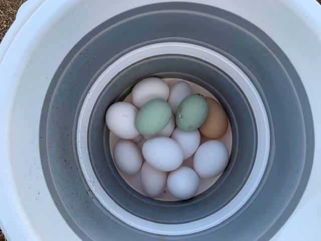 Collecting eggs must be done each day on the farm so that eggs are truly fresh. They are not always perfectly clean. I am required by the county to wash eggs before I can sell them.