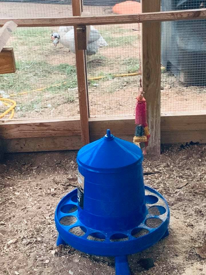 This is the very large new feeder that they have not knocked over yet.