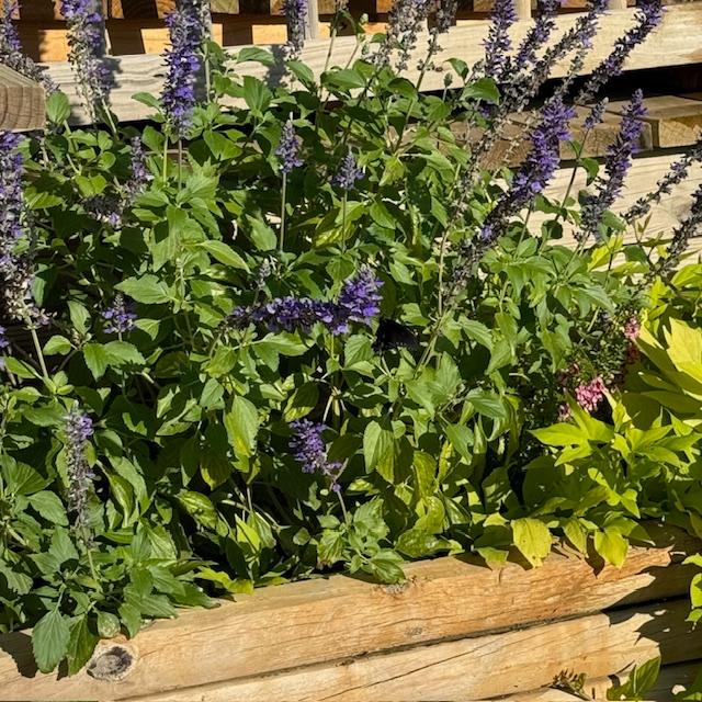 We have the seeds for this beautiful blue sage in our Farm Store. We have 1 regular sweet potato vine left to plant and 1 in a hanging basket for purchase.