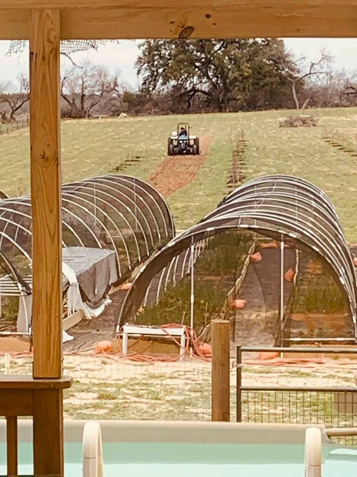 The blue tractor dug up the ground in between three rows in my orchard per David's instructions. David is going to plant in each row.