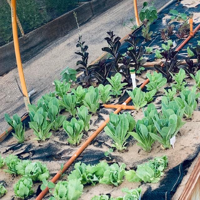 Lettuce growing in the garden is already bolting as it is so hot! Part of May garden chores is removing plants that are bolting unless you want to keep some for seeds. Lettuce growing in the garden is already bolting as it is so hot! Part of May garden chores is removing plants that are bolting unless you want to keep some for seeds.