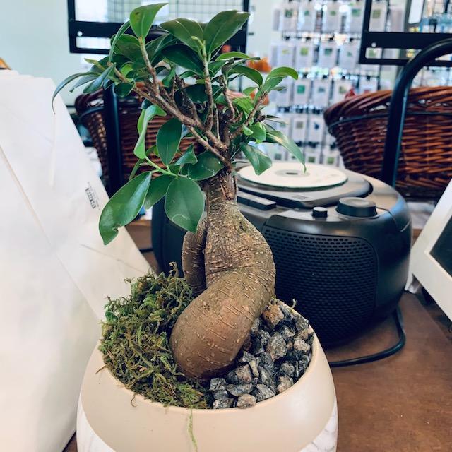 This bonsai tree is Ginseng Ficus from my son, Matthew. What a nice surprise! Isn't it so pretty?