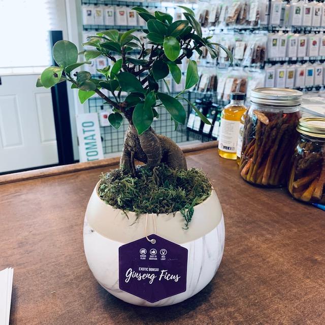 Here is the front of my bonsai tree. The instructions say it is for indoors with moderate light.