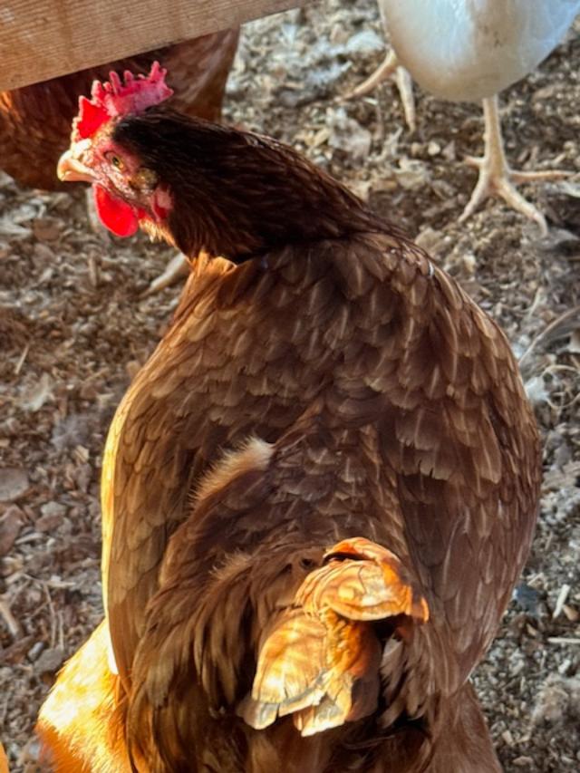 Matt calls this one Boss Chicken because she runs the henhouse and roosts by the door each night, guarding.