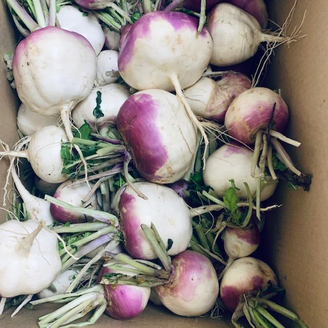 This is our 12/27/22 turnip harvest. The turnips look beautiful and we got a lot of them for turnip recipes.