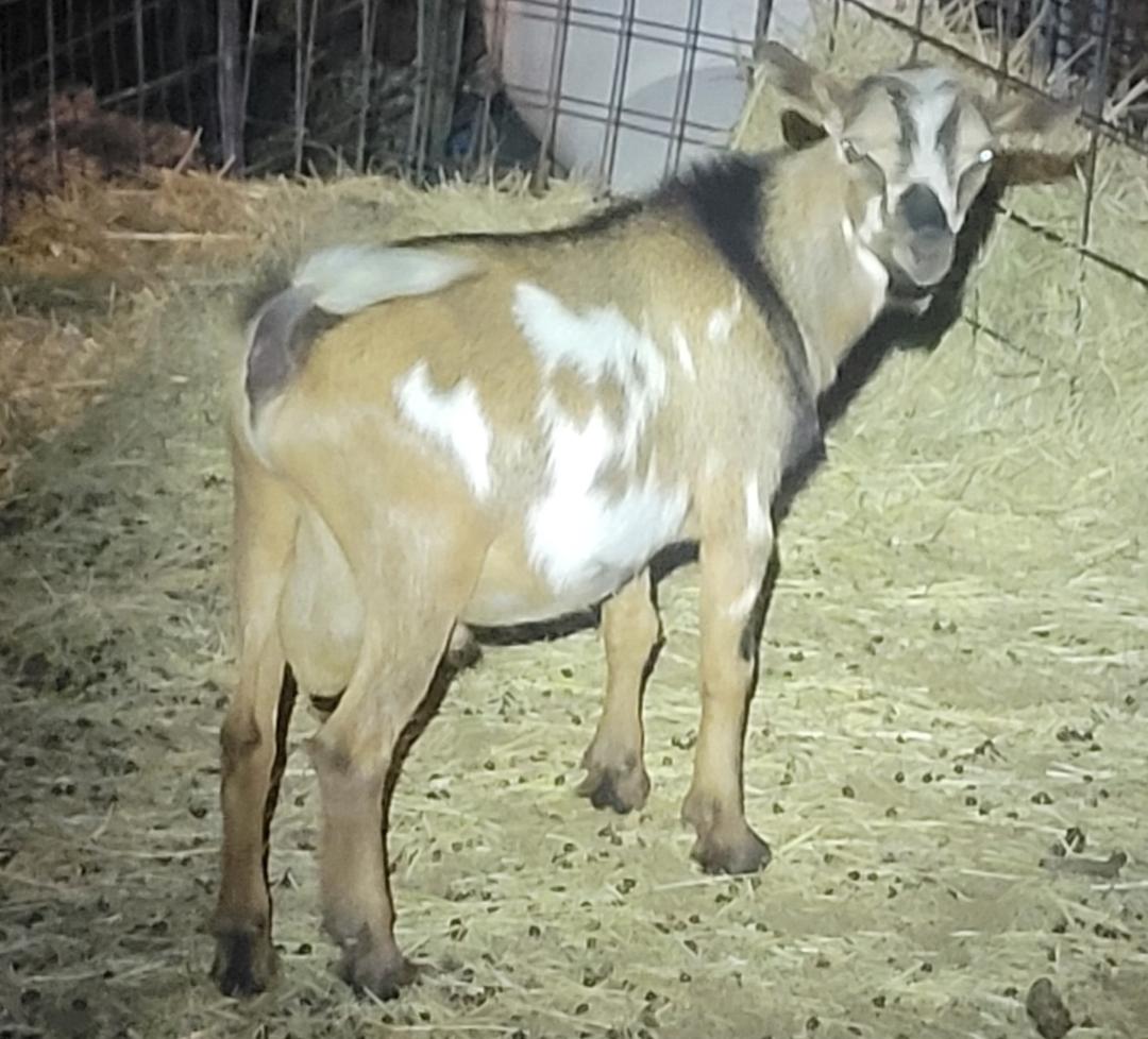 This is a photo of the boy goat we will probably be buying next week.