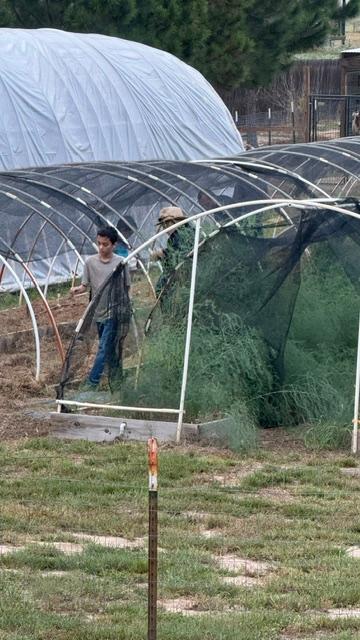 The fall garden was planted in a 20 bed hoophouse. They would have planted more but David got tired.