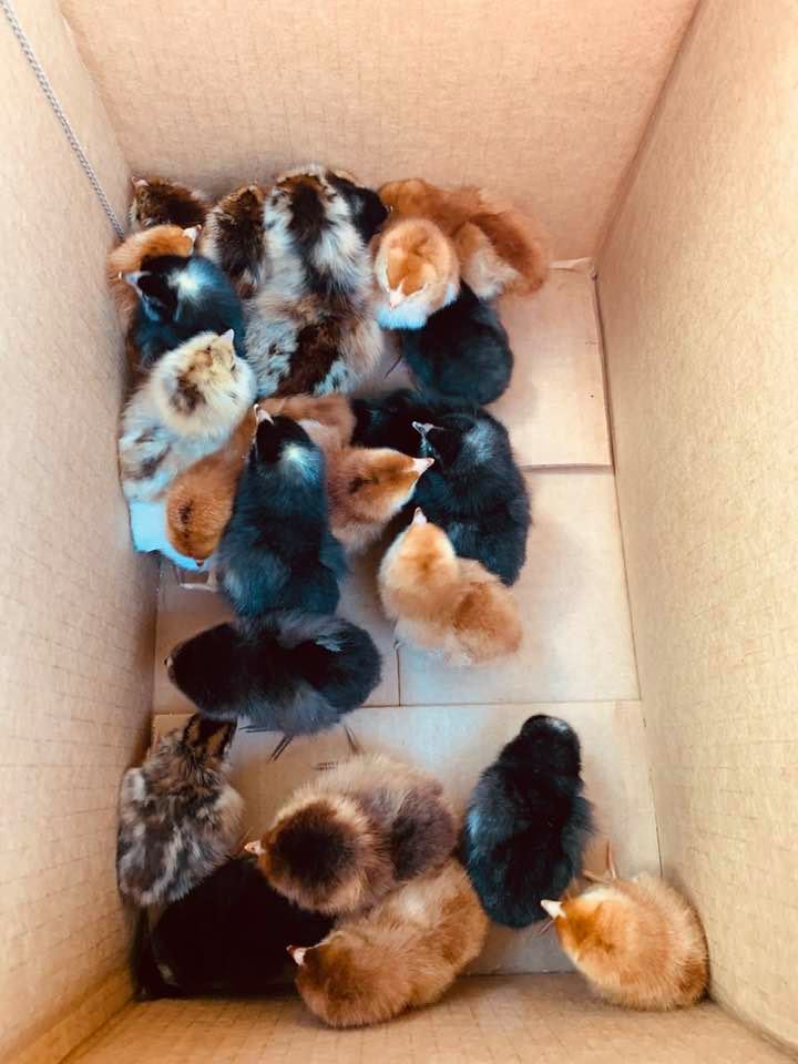 Here are some of our brand new baby chicks.