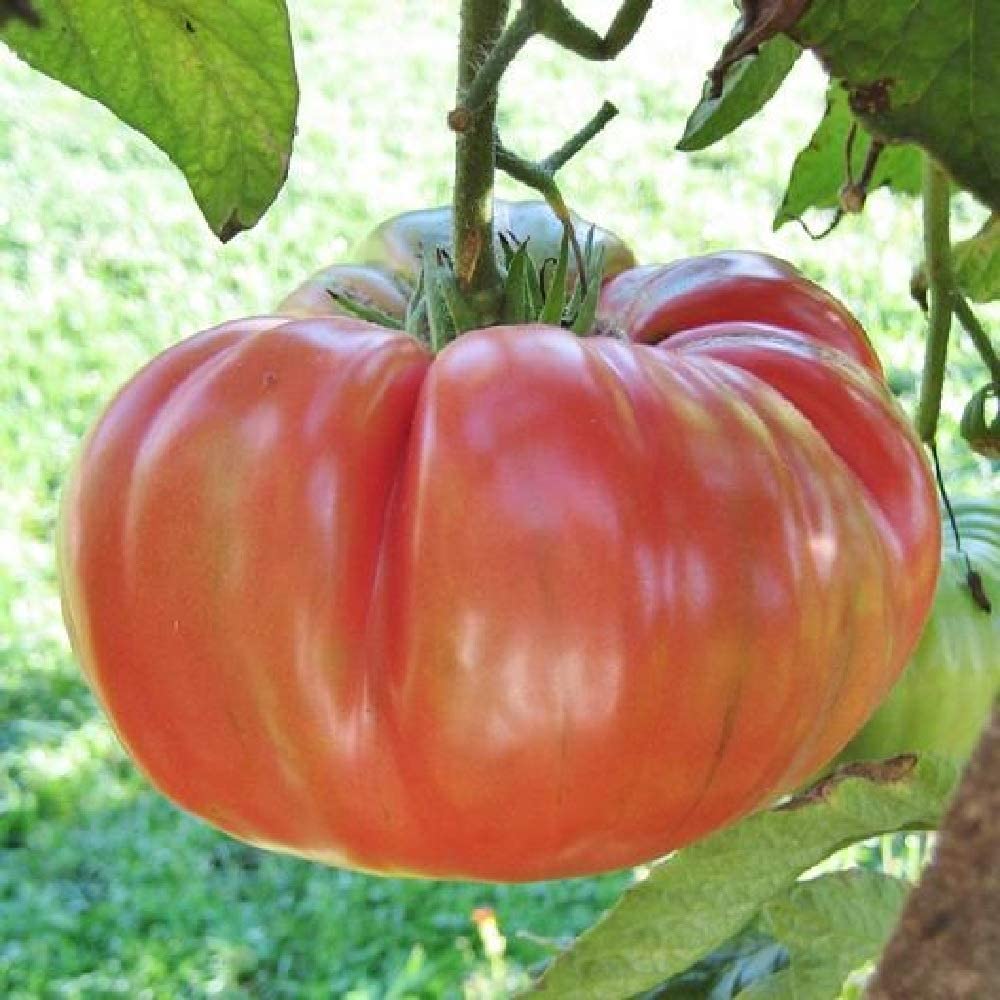 Brandywine Pink Beefsteak Heirloom Tomato is pretty look at and is a favorite among tomato connoisseurs.