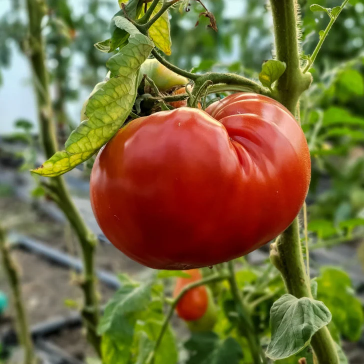 This is a Brandywine Red beefsteak tomato, grown with heritage vegetable seeds. (I know, it's really a fruit but we all use it as a vegetable.)