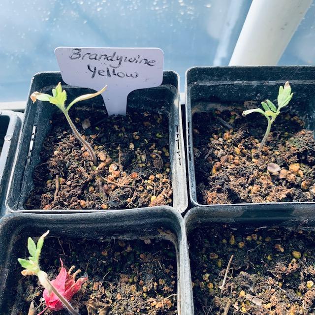 The Brandywine beefsteak is a wonderful tomato you will love. We have 4 colors, black, red, pink, and yellow. The Brandywine beefsteak is a wonderful tomato you will love. We have 4 colors, black, red, pink, and yellow.