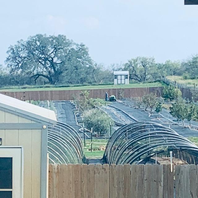 Brendon outback harvesting gourds this afternoon.