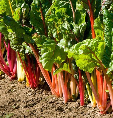 Just looking at this pretty Swiss chard makes you want to learn more about the benefits of gardening, doesn't it? Just looking at this pretty Swiss chard makes you want to learn more about the benefits of gardening, doesn't it?