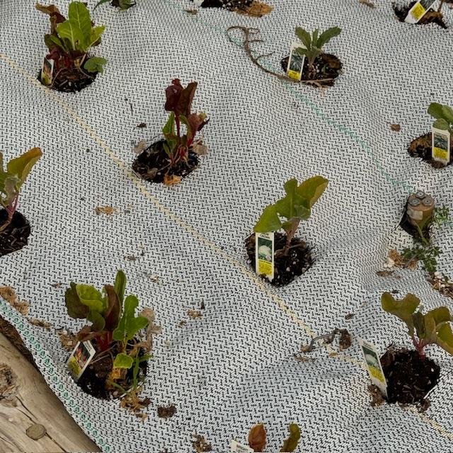 Broccoli, cauliflower, kale, and Swiss chard are all fall favorites.