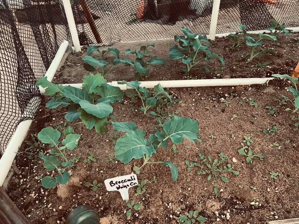 We are growing several varieties of broccoli. We harvested one head yesterday.