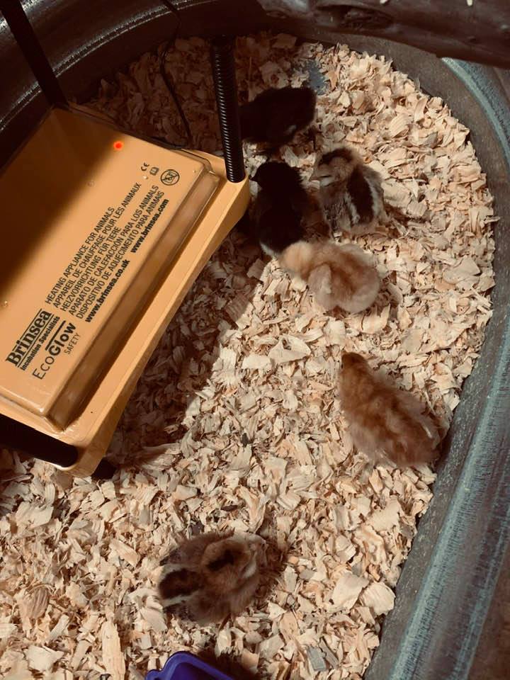 Some of the baby chicks with the new brooder.