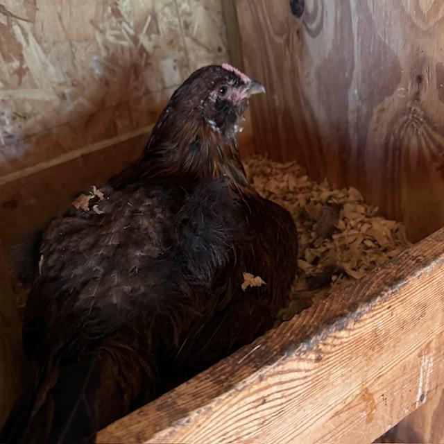This is our mean, broody chicken. She pecks hard if you try to get eggs from her. She has been like this since last week.