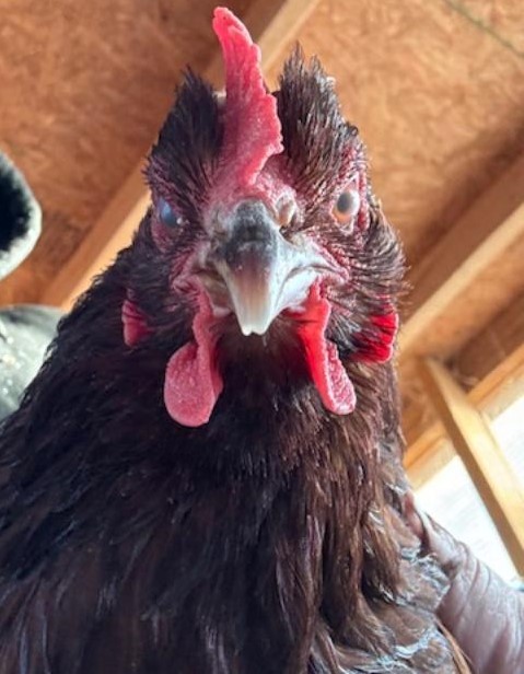 Matt loves to photograph our chickens.