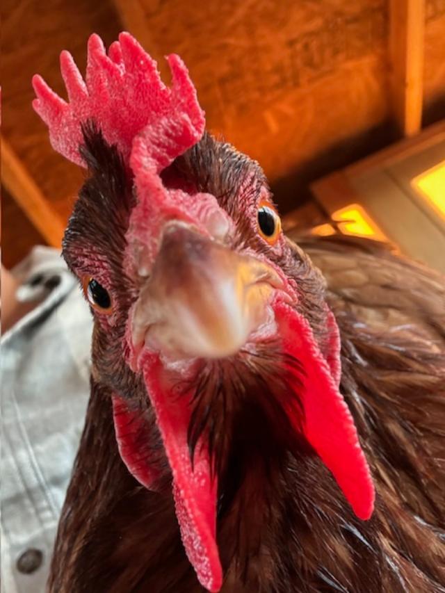 One of our hens.
