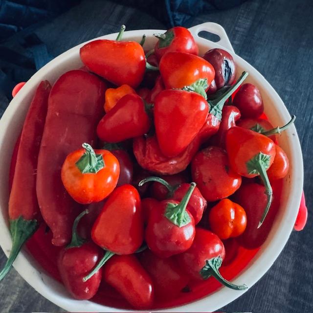Here are some of the peppers we harvested earlier this week before the big freeze.